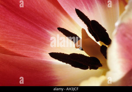 Close up of tulip flower Banque D'Images