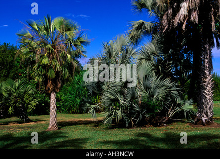 Fairchild Tropical Botanic garden, ville de Miami, Miami, Floride, Etats-Unis, Amérique du Nord Banque D'Images