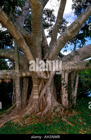 Fairchild Tropical Botanic garden, ville, Miami, Floride, Etats-Unis, Amérique du Nord Banque D'Images