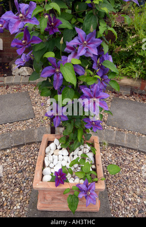 Clematis 'Mrs' Thompson n'accentue dans un grand pot en terre cuite Banque D'Images
