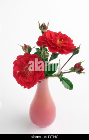 Ouvert roses rouges et bourgeons dans un vase rose Banque D'Images