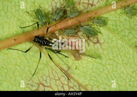 Alate puceron Macrosiphum rosae avec rose sur une feuille rose immatures Banque D'Images