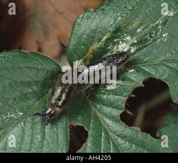 Une limace Arion distinctus sur une feuille de fraisier endommagé montrant clairement le sentier de boue qu'il laisse derrière Banque D'Images