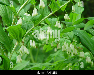 Polygonatum multiflorum sceau Salomon x hybridum Jardin plantes couvre-sol vivaces ou border Banque D'Images