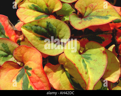 Houttuynia cordata Chameleon jardin plantes vivaces couvre-sol en bordure Banque D'Images