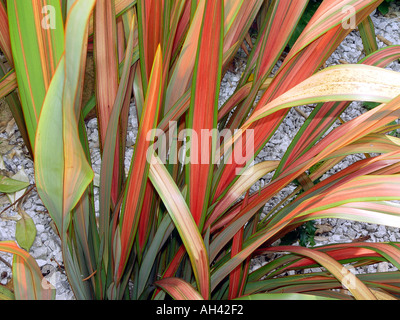 Phormium Jester Lin de Nouvelle-zélande arbuste jardin Hardy avec feuillage panaché lumineux Banque D'Images