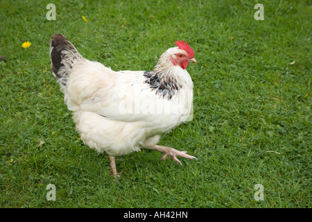 Light Sussex free range chicken organique. Hampshire en Angleterre. Banque D'Images