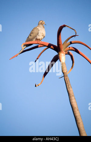 Une seule Tourterelle triste se trouve au-dessus d'un désert plante succulente, contre un ciel bleu vif. Banque D'Images