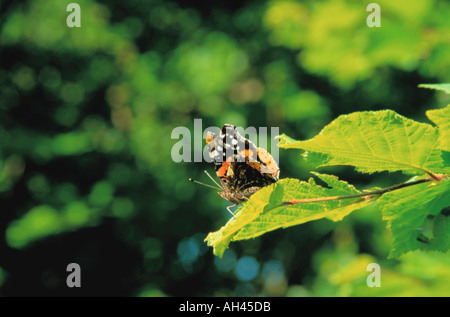 Un beau papillon Vulcain (Vanessa atalanta). Banque D'Images