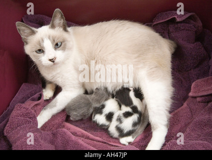 Une mère tendrement ses trois infirmières chat les chatons nouveau-nés. Elle et deux de ses chatons sont Manx, n'ayant pas de queue. Banque D'Images