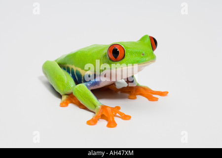 Red eyed tree frog 2 Banque D'Images