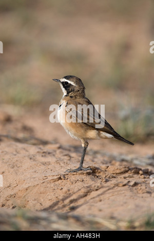 Traquet motteux Oenanthe pileata plafonné juvenile Parc transfrontalier de Kgalagadi en Afrique du Sud Banque D'Images