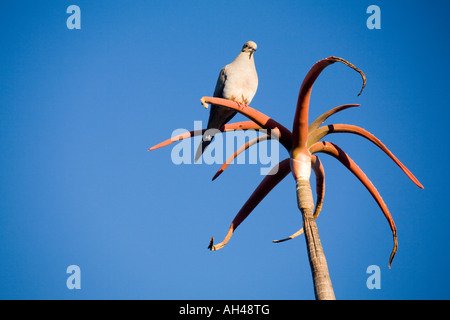 Une seule Tourterelle triste se trouve au-dessus d'un désert plante succulente, contre un ciel bleu vif. Banque D'Images