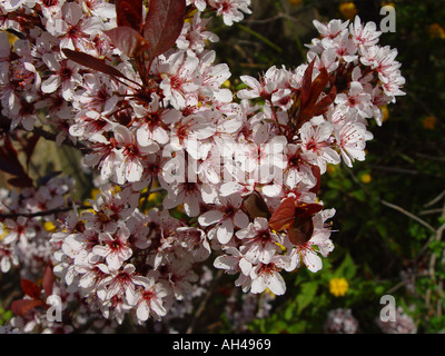 Prunus cerasifera Pissardii Flowering cherry cherry feuilles fleurs prune Banque D'Images