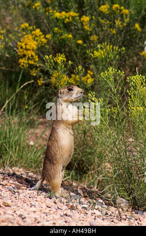 Espèces en Utah chien de prairie Cynomys parvidens debout Banque D'Images