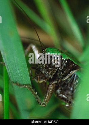 Grasshopper Banque D'Images