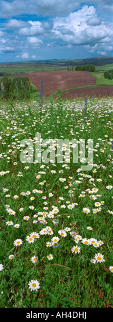 Leucanthemum vulgare Oxeye (marguerites). L'Altaï montagneux. La Sibérie. La Russie Banque D'Images