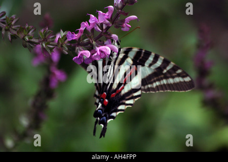 Le Zebra Swallowtail Butterfly (Eurytides marcellus) au zoo de Brookfield Banque D'Images