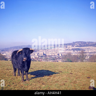 Vue sur le terrain de bovins de bain Baignoire Widcombe Hill Angleterre Somerset Banque D'Images