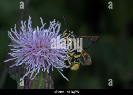 Femelle jaune sésie à pattes Synanthedon vespiformis sur thistle. Le Somerset. L'Angleterre Banque D'Images