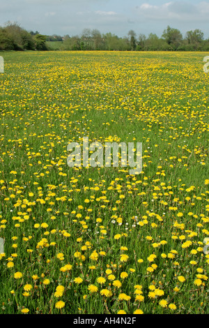 Domaine de fleurs de pissenlit jaune dans le Wiltshire Banque D'Images