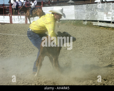 Veau au lasso Banque D'Images