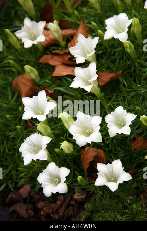 Droit de délicates fleurs de la Gentiane blanche prise à l'automne de Malvern Show 2007 Banque D'Images