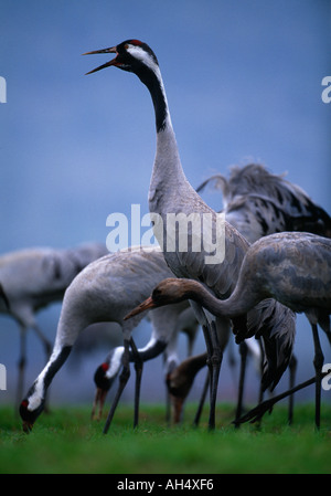 L'appel d'hivernage de la grue sur le lac Agmon Hula Valley Israël Banque D'Images