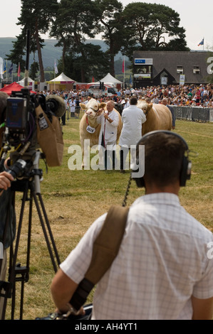 Royal Welsh Show, Builth Wells, Powys - tournage équipe de télévision sur l'écran taureaux prix Banque D'Images