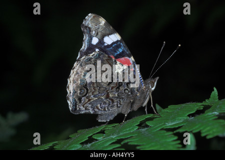 L'amiral rouge atlanta Vanessa papillon perché sur des feuilles de fougères. West Midlands. L'Angleterre. Banque D'Images