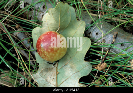 Gall, cerisier ou chêne blanc apple, sur une feuille de chêne. Banque D'Images