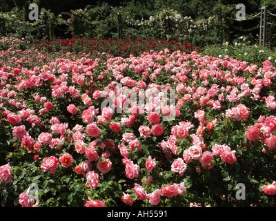 Regents Park London Rose Gardens en plein été fleurs plantes vivaces dans une escapade paisible au cœur du centre de Londres Angleterre Banque D'Images