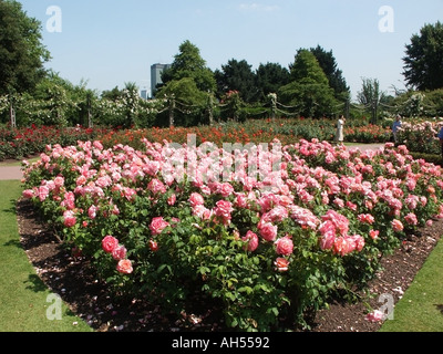 Regents Park London Rose Gardens en plein été fleurs plantes vivaces dans une escapade paisible au cœur du centre de Londres Angleterre Banque D'Images