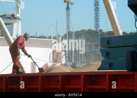 Ipswich arrime le chargement de grains en vrac depuis l'usine de traitement de l'orge brassicole vue latérale de l'homme se pelant à une charge de niveau East Anglia Suffolk England Banque D'Images