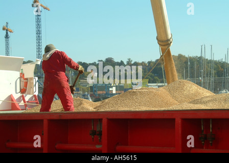 Ipswich arrime le chargement de grains en vrac depuis l'usine de traitement de l'orge brassicole vue arrière homme se pelant à une charge de niveau East Anglia Suffolk Angleterre Royaume-Uni Banque D'Images