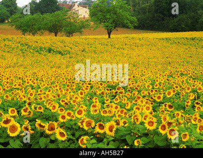 Les récoltes de tournesol sur ferme en Dardogne Région de France Banque D'Images