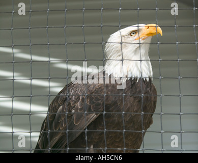 Un pygargue à tête blanche derrière les barreaux l'Alaska Raptor Center Sitka Alaska USA Banque D'Images