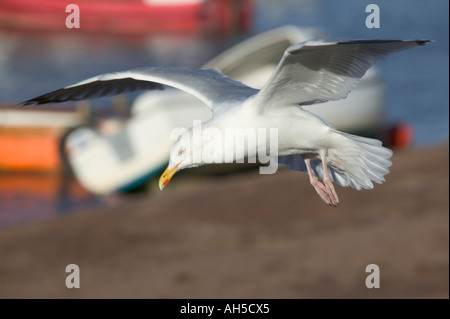 Un Goéland argenté Larus argentatus en vol Teignmouth Devon en Grande-Bretagne Banque D'Images