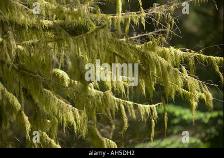 Moss hanging off un ancien sapin dans la forêt ancienne autour de Ward Lake Ketchikan Alaska USA Banque D'Images