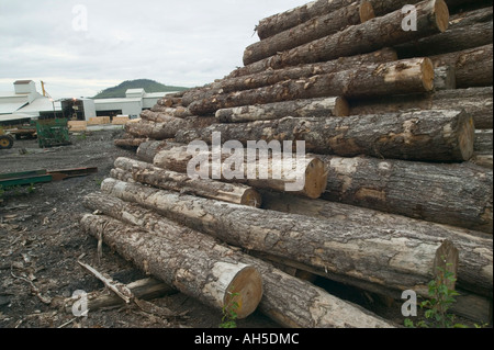 Sciage empilées dans une cour à bois Klawock sur l'Île du Prince de Galles Alaska USA Banque D'Images