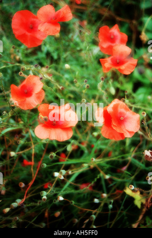 Coquelicots rouges sauvages dans un brouillard vert de feuilles et d'herbes Banque D'Images