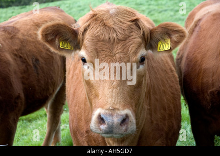 Vaches dans un champ à Mahee Island Strangford Lough County Down Irlande du Nord Banque D'Images