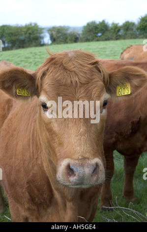 Vache dans un champ à Mahee Island Strangford Lough County Down Irlande du Nord Banque D'Images