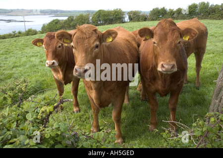 Vaches dans un champ à Mahee Island Strangford Lough County Down Irlande du Nord Banque D'Images