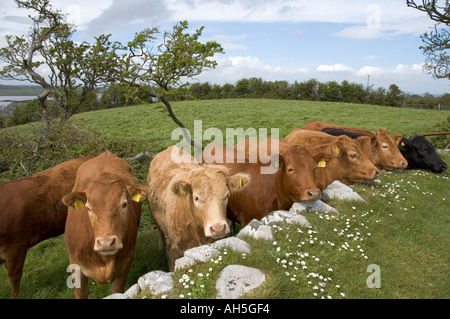 Les vaches à plus d'un mur de pierre à Mahee Island Strangford Lough County Down Irlande du Nord Banque D'Images