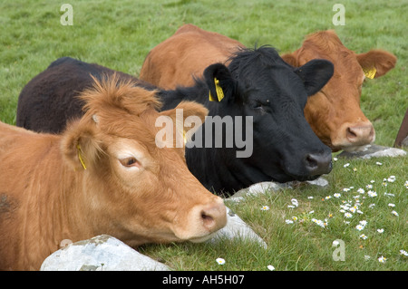 Les vaches à plus d'un mur de pierre à Mahee Island Strangford Lough County Down Irlande du Nord Banque D'Images