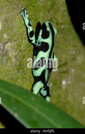 Noir et vert grenouille Poison Dendrobates auratus en forêt tropicale primaire Chilamate Costa Rica Le mâle est porteur d'un têtard Banque D'Images