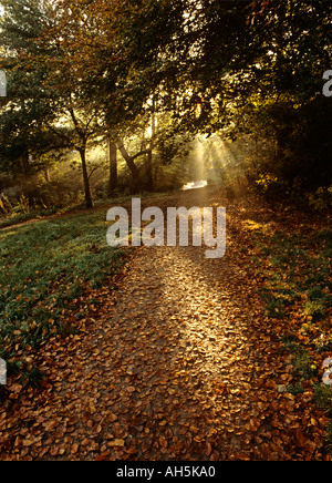 Stockport Cheshire Bramhall Automne le soleil qui rayonne à travers les arbres en Bramhall Park Banque D'Images