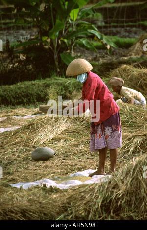 Indonésie Bali agriculture femme le vannage des grains Banque D'Images