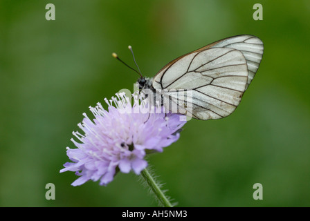 Blanc veiné noir (Aporia crataegi) reposant sur le Field Scabious (Knautia arvensis) Banque D'Images